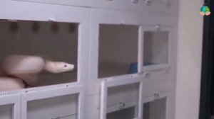 Питон душил всем своим телом работника зоопарка! Но дальше произошло чудо!