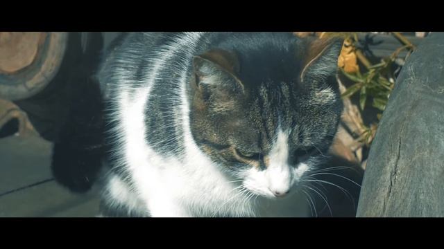 Testing GH4 + Helios 44-2 - spring 2017 - 96fps and 4k downscaled смотреть онлайн