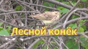 Лесной конёк. Пение лесного конька. Птицы Сибири. Пригород Новосибирска.