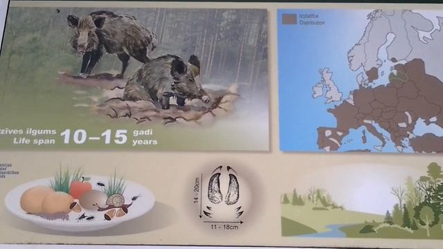 Национальный парк Гауя Лигатне Латвия