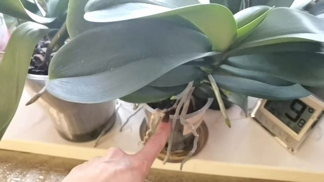 Полив орхидей в кабинете./ Мои орхидеи./ Юкка ОБАЛДЕЛА от АМИНОКИСЛОТ и я тоже. смотреть онлайн