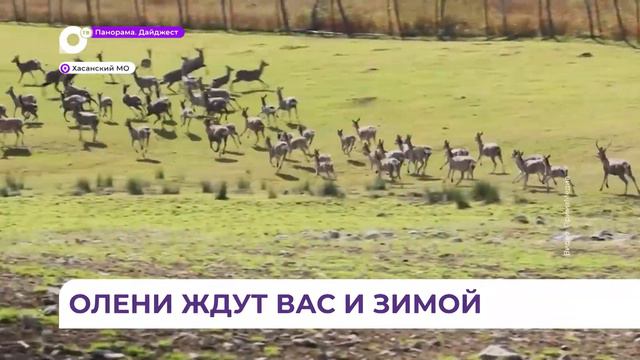 «Олени и море»: Пятнистые олени на полуострове Гамова готовы к холодам и ждут встречи с туристами смотреть онлайн