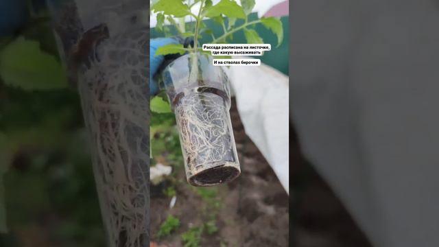 Начали высаживать рассаду томатов 🌱🍅 смотреть онлайн