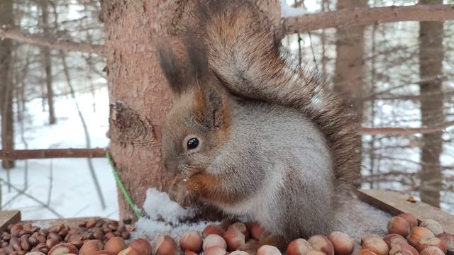 Пушистая маленькая белочка грызет кедровые орешки в кормушке смотреть онлайн
