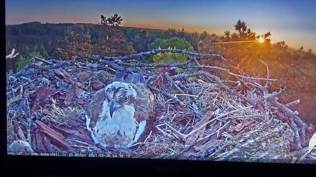 30 мая 2021г. 4:56 час. Восход солнца над гнездом скопы (рыбного орла). Птицы высиживают 3 яичка... смотреть онлайн