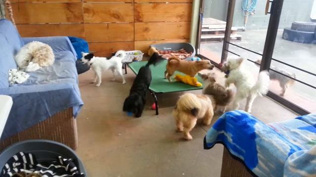 Dogs Day Out Playmates Shenanigans(3) смотреть онлайн