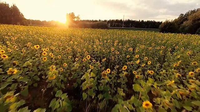Поле подсолнухов. смотреть онлайн