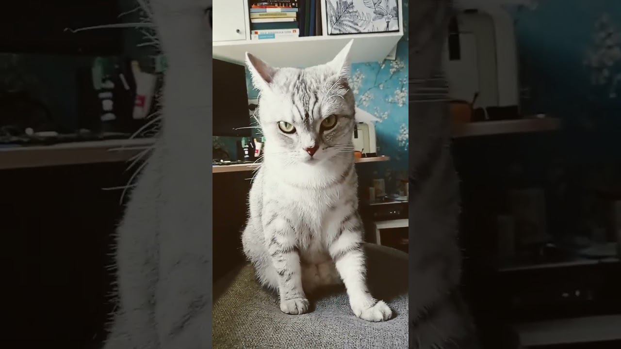 Создай своего котика! #shorts смотреть онлайн