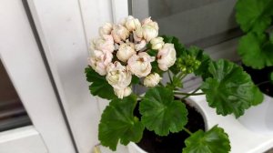 Пеларгония Prince Gustav