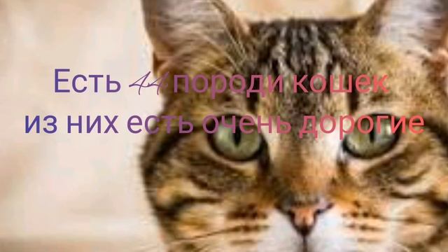 Топ 10 фактов о кошках Факти.сом ??? смотреть онлайн