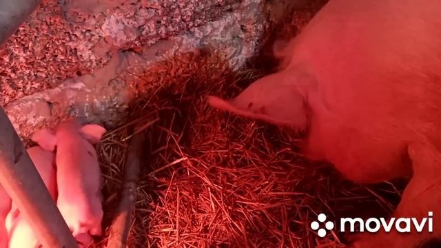 Заморений але Живий!!! Опорос Бурульки! скільки Поросят? ф1 це круто) смотреть онлайн