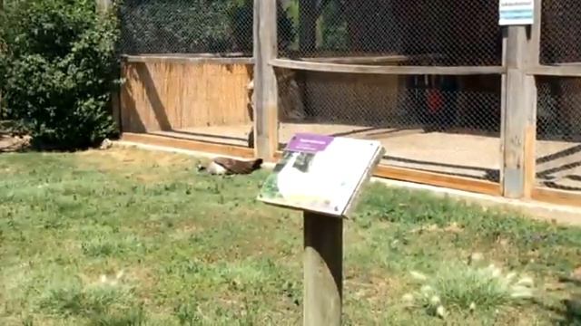 КУДА ПОЕХАЛИ НА БАЙРАМ, ИЗМИР, ЗООПАРК IZMIR HAYVANAT BAHCESI смотреть онлайн