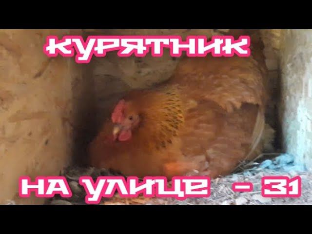 На улице очень холодно - 31. курятник - куры - яйцо.... смотреть онлайн