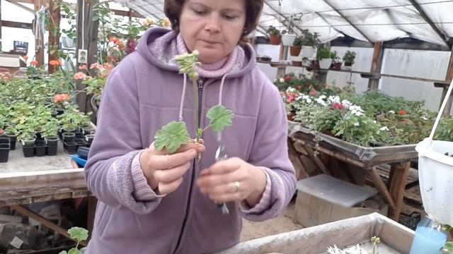 ОБРЕЗКА И ЧЕРЕНКОВАНИЕ ПЕЛАРГОНИИ ещё раз. смотреть онлайн