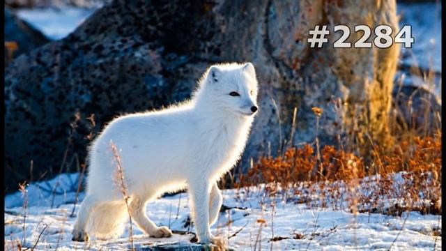 #2284. Песцы (В мире животных)