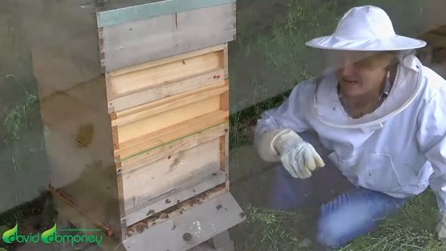 David Domoney's Fun Facts About Bees: Why Do Bees Buzz? смотреть онлайн