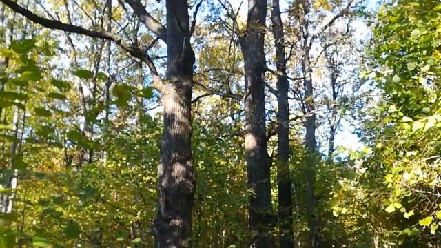 В лесок за еловыми лапками смотреть онлайн