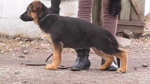 красная 2,5 мес.