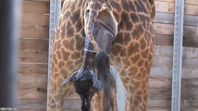 10 необычных способов размножения у животных смотреть онлайн