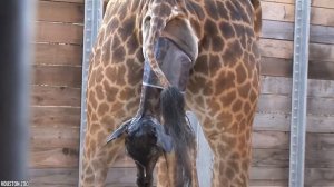 10 необычных способов размножения у животных