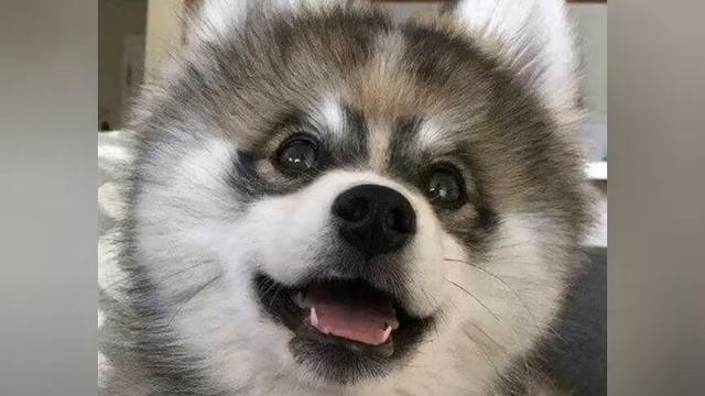 Аляскинский кли кай / Мини хаски ? смотреть онлайн