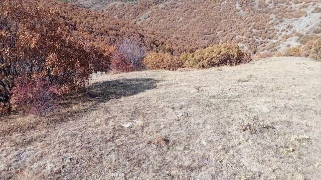 Devasa Yaban Domuzu Avı  #wildboar #hunting #wildanimals  #fyp