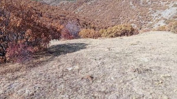 Devasa Yaban Domuzu Avı #wildboar #hunting #wildanimals #fyp