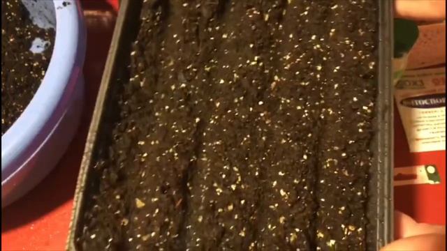 Гвоздика посев семян на рассаду! смотреть онлайн