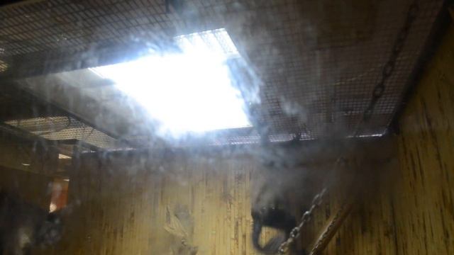 Прикольное животное смотреть онлайн