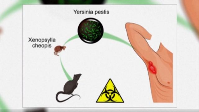 Чума. История изучения, симптомы, лечение, профилактика / The plague. смотреть онлайн