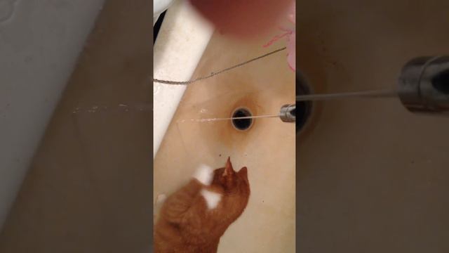 Кот атакует струю воды смотреть онлайн