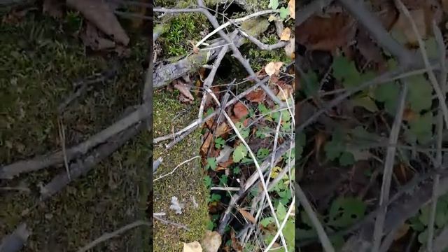 Змеиная свадьба