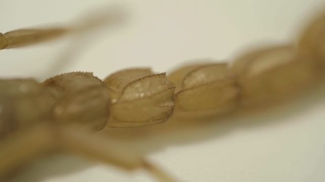 Why Scorpions Glow in the Dark смотреть онлайн