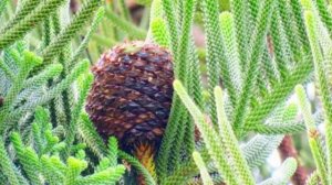 Размножение Араукарии черенками и семенами!