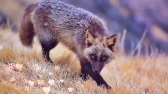 виды лисиц! смотреть онлайн