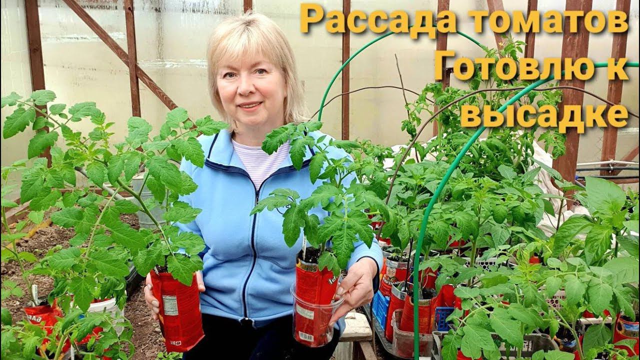 Готовлю РАССАДУ ТОМАТОВ к высадке Почему плохо растет,опадают листья? РАЗНЫЕ СОРТА смотреть онлайн