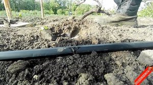 Посадка и выращивание белокочанной капусты в открытом грунте