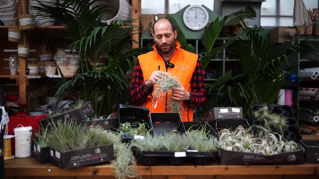 Come Si Cura La Tillandsia? Piccoli Trucchi Per Farla Crescere Bene