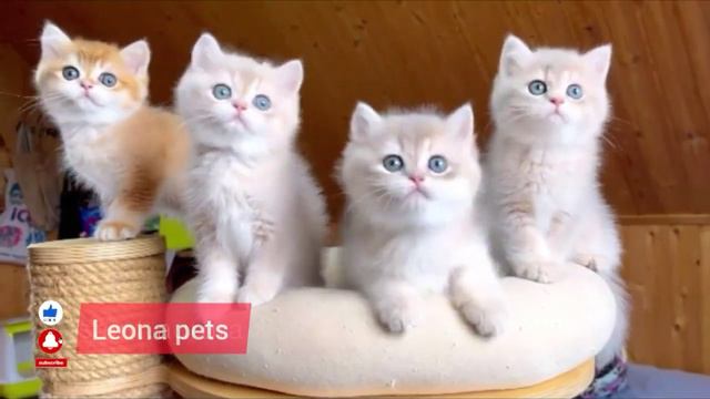 Funny moments 4 brothers want to play Cute kitten meowing смотреть онлайн