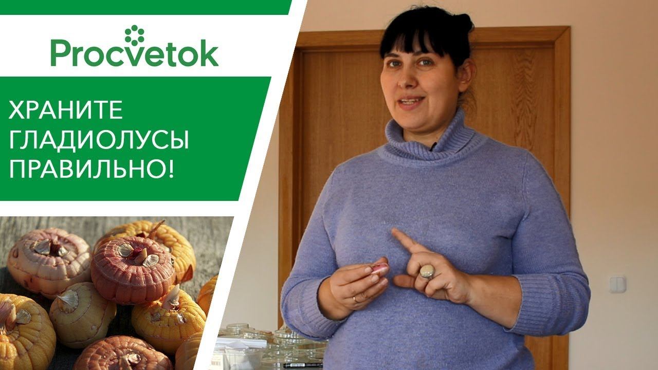 Хранение ГЛАДИОЛУСОВ зимой. Распространенные ошибки