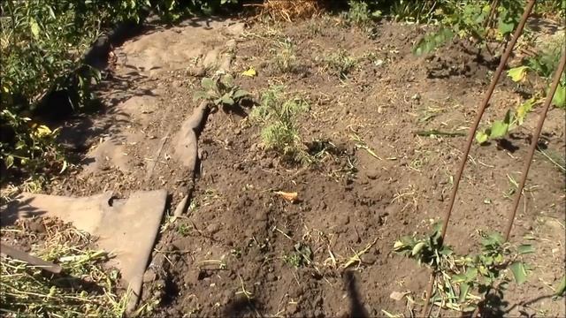 Дайкон сажаем летом! Получаем урожай для зимы! смотреть онлайн