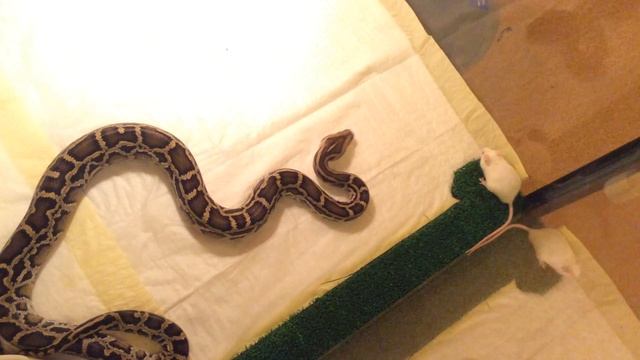 Тигровый питон смотреть онлайн