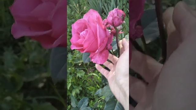 КУСТОВые Розы.Елена М. смотреть онлайн