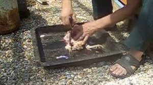 Разделка курицы.Снятие кожи вместе с пером.