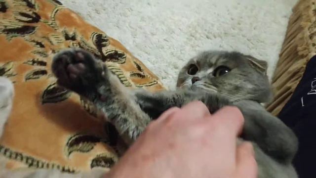 ДА НЕ КОРОНА У МЕНЯ ФЕЛИСА смотреть онлайн