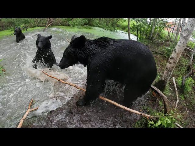 Счастливые медведи. смотреть онлайн