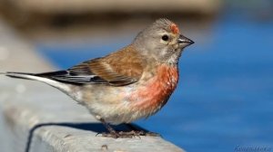 Пение птиц - Коноплянка