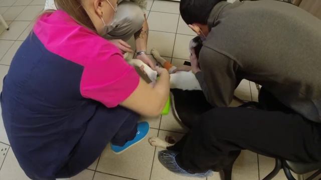 Везем Собаку к Ветеринару/влог смотреть онлайн