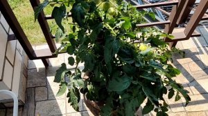 Томаты ЧЕРРИ на БАЛКОНЕ ТЕРРАСЕ КРЫЛЬЦЕ