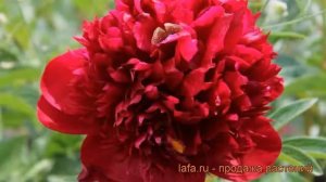 Пион травянистый Ред Мэджик (paeonia) ? пион Ред Мэджик обзор: как сажать рассада пиона Ред Мэджик